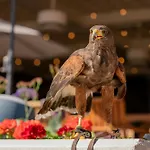 The Phoenician, A Luxury Collection Resort, Scottsdale