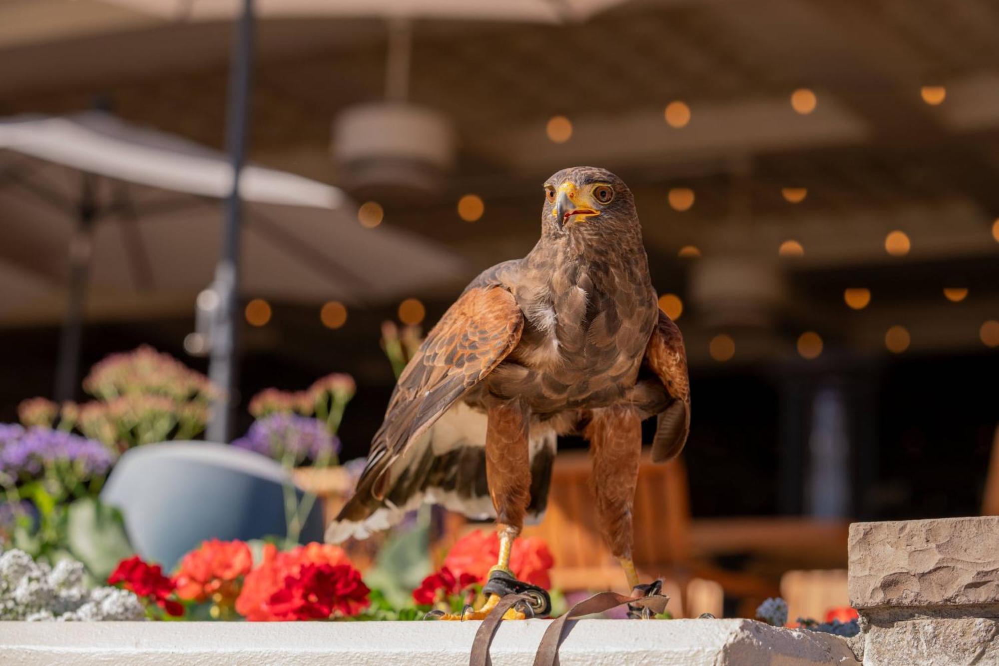 The Phoenician, A Luxury Collection Resort, Resort Scottsdale