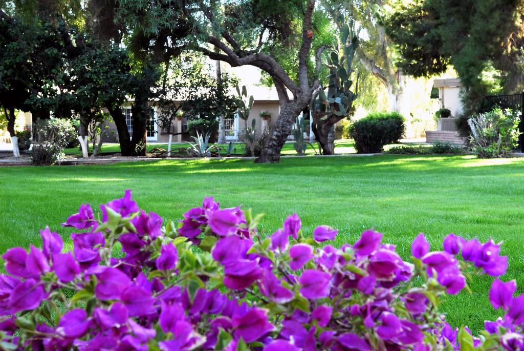 Smoketree And Bungalows Scottsdale