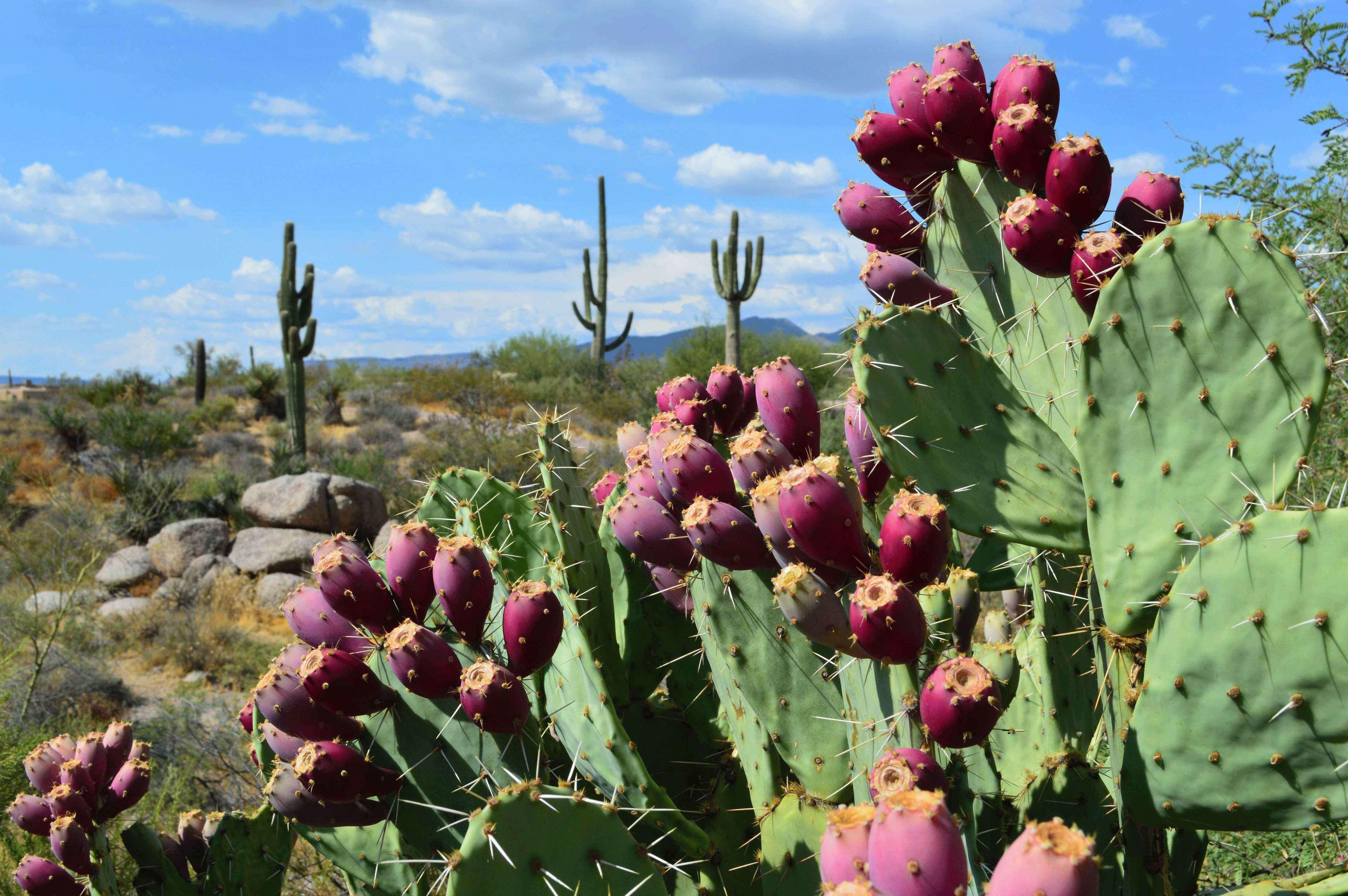 Boulders & Scottsdale, Curio Collection By Hilton Resort 4*